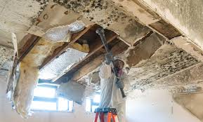 Best Residential Mold Inspection & Testing  in Laguna Beach, FL